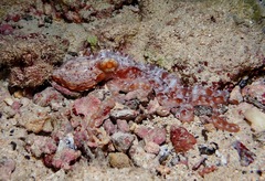 Callistoctopus ornatus