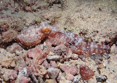Callistoctopus ornatus