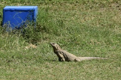 Cyclura nubila