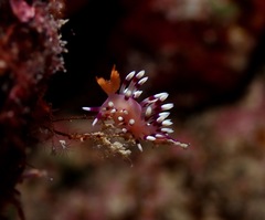 Coryphellina exoptata