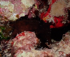 Dolabella auricularia