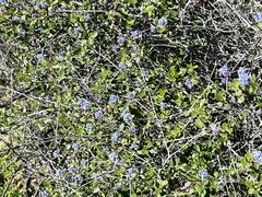 Ceanothus foliosus