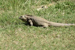 Cyclura nubila