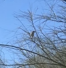 Auriparus flaviceps