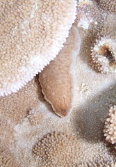 Dendrodoris elongata