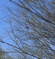 Auriparus flaviceps