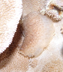 Dendrodoris elongata