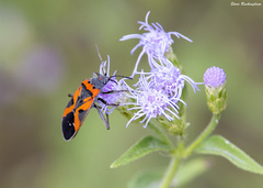 Lygaeus reclivatus