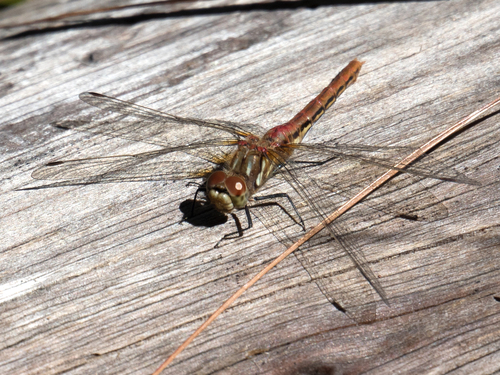 Striped Meadowhawk photographed in Wyoming