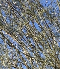 Auriparus flaviceps