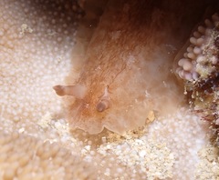 Dendrodoris elongata