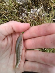 Fundulus similis
