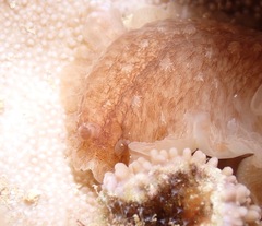 Dendrodoris elongata