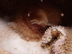 Dendrodoris elongata