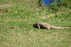 Cyclura nubila