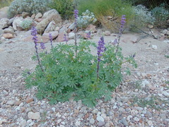 Lupinus arizonicus