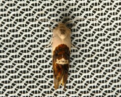 Hypertropha chlaenota