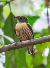 Machaeropterus regulus