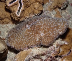 Lobactis scutaria