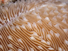 Lobactis scutaria