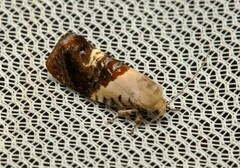 Hypertropha chlaenota