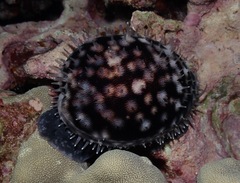Cypraea tigris