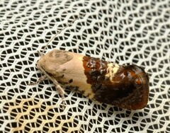Hypertropha chlaenota