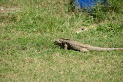 Cyclura nubila
