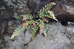Asplenium bradleyi