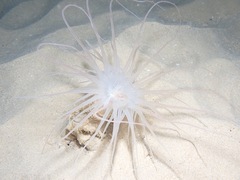 Isarachnanthus