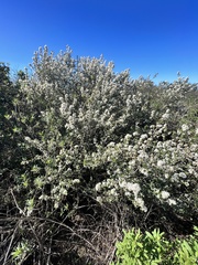 Ceanothus verrucosus