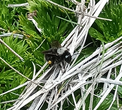 Bombus funebris