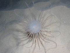 Isarachnanthus