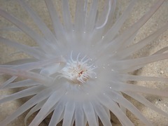 Isarachnanthus