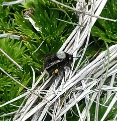 Bombus funebris