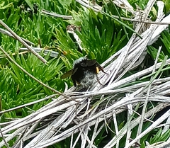 Bombus funebris