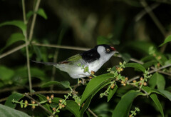 Ilicura militaris