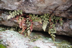Asplenium bradleyi