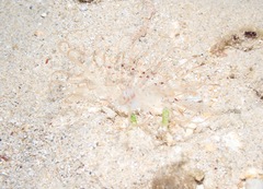 Isarachnanthus