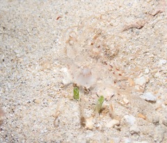 Isarachnanthus