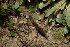 Pachymorpha