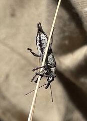 Rhinotia bidentata