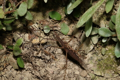 Pachymorpha