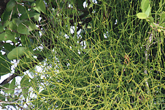 Viscum articulatum