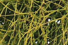 Viscum articulatum