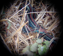 Thamnophis sirtalis tetrataenia