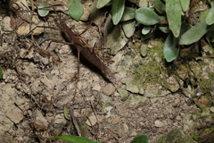 Pachymorpha