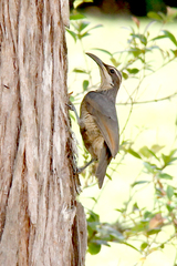 Ptiloris victoriae