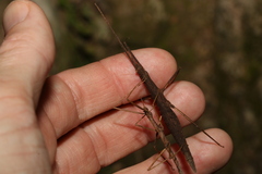 Pachymorpha