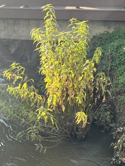 Cephalanthus occidentalis